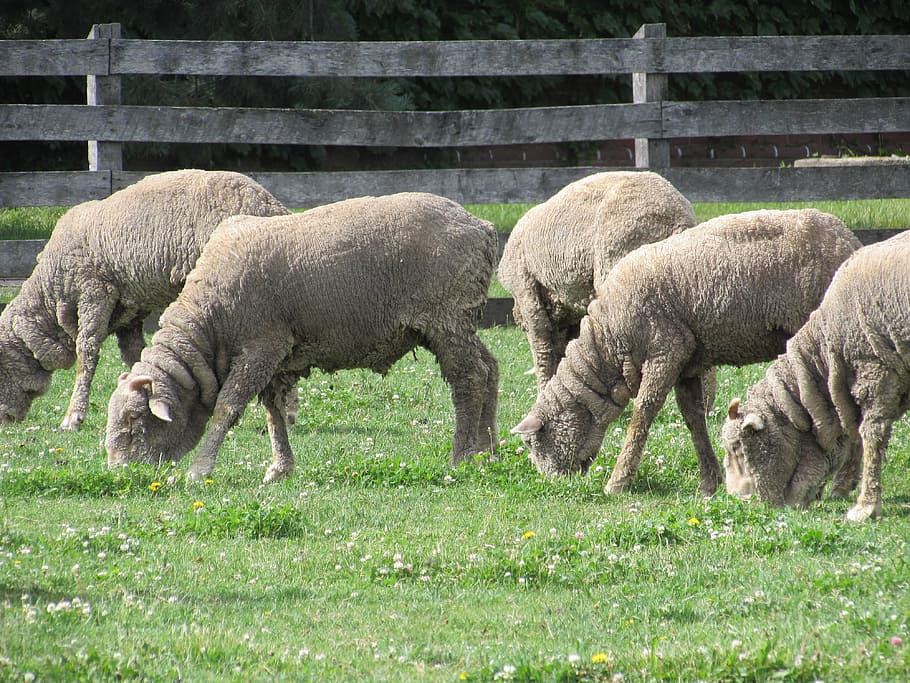 Schaf, weiden, Mutterschafe, Säugetier, Vieh, Tier, Tierthemen, Gras, Haustiere, Gruppe von Tieren, Feld, Land, inländisch, Pflanze, Landwirtschaft, Wirbeltier, Natur, keine Leute, Tag, grüne Farbe, pflanzenfressend, Tierfamilie, 4K