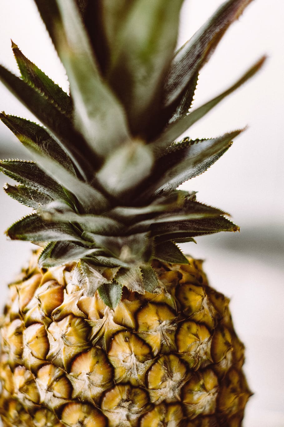 pinya, postres, aperitiu, fruita, suc, cultiu, clima tropical, primer pla, menjar i beguda, cap gent, alimentació saludable, menjar, naturalesa, herba medicinal, frescor, fruita tropical, creixement, planta, bellesa a la natura, benestar, natura morta, centrar-se en primer pla, enfocament selectiu, planta suculenta, color verd, a l'aire lliure, 5K