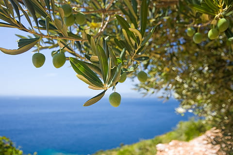 verde, planta frutal, con vista a, calma, cuerpo, agua, tiempo de día, hoja verde, Fruta, cojinete, planta, cuerpo de agua, árbol, aceituna, las aceitunas, hoja, naturaleza, mar, al aire libre, día, crecimiento, parte de la planta, belleza en la naturaleza, color verde, frescura, rama, nadie, centrarse en primer plano, comida, comida y bebida, alimentación saludable, de cerca, 2K, CC0, dominio público, libre de derechos