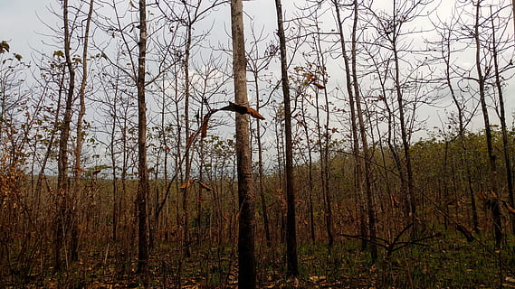 foresta secca, foresta che brucia, ecosistema, Giava, foresta, calore, caldo, wildfire, infiammabile, albero, pianta, terra, albero nudo, tronco d'albero, tronco, natura, la tranquillità, giorno, nessuno, crescita, ramo, Inquadratura dal basso, all'aperto, scena tranquilla, cielo, scenics - natura, bosco, bellezza nella natura, 4K, CC0, dominio pubblico, privo di copyright