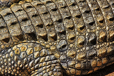 crocodile brun, crocodile, texture, la nature, structure, modèle, surface, abstrait, fissuré, marron, vert, reptile, fermer, plein cadre, animal, personne, partie du corps de l'animal, thèmes animaux, un animal, peau d'animal, animaux à l'état sauvage, arrière-plans, la faune des animaux, échelle animale, texturé, journée, en plein air, vertébré, oeil d'animal, 5K, CC0, domaine public, libre de droits