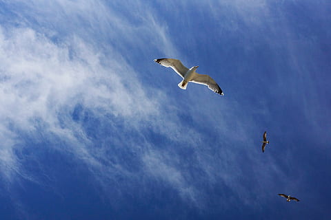 tre, bianca, uccelli, volante, nero, uccello, blu, cielo, nube, animale, nuvola - cielo, animali allo stato selvatico, mezz'aria, temi animali, un animale, fauna selvatica, ali spiegate, vertebrato, gruppo di animali, natura, parte del corpo animale, gabbiano, nessuno, Inquadratura dal basso, movimento, la libertà, sopra, marino, 5K, CC0, dominio pubblico, privo di copyright