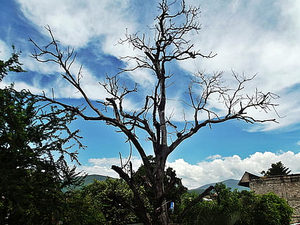 træ, død, solnedgang, himmel, træer, skummel, grene, dødt træ, plante, sky - himmel, natur, afdeling, skønhed i naturen, bjerg, ingen mennesker, arkitektur, udendørs, dag, turisme, rejse, rejsemål, ro, bygget struktur, lav vinkel visning, scenics - natur, by, 4K, CC0, offentligt domæne, royaltyfrie