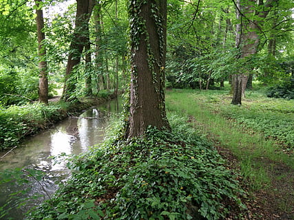 árvore, sai, folha, verde, filiais, natureza, estético, registro, Castanho, tribo, madeira, latido, floresta, estrutura, árvore velha, ramo, disforme, retorcido, reserva natural, rio, agua, conservação da Natureza, espelhamento, calma, ainda, atmosférico, cênico, plantar, grama, crescimento, cor verde, terra, beleza na natureza, tranquilidade, tronco, tronco de árvore, cena tranquila, scenics - natureza, ninguém, dia, folhagem exuberante, folhagem, cena não urbana, ao ar livre, fluindo, 4K, CC0, domínio público, royalty free