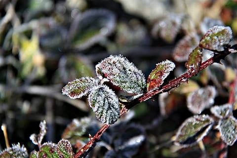 Frost, Winter, Wald, Eis, kalt, gefroren, Weiß, Morgen, Natur, Blätter, Sträucher, Oberfläche, trockenes Blatt, Eisfelder, Urlaub, Nahansicht, Baum, Ast, Pflanze, Jahreszeit, Blatt, Makro, kalte Temperatur, Wachstum, Tag, Schnee, keine Leute, Schönheit in der Natur, Fokus auf den Vordergrund, Zweig, Blume, selektiver Fokus, draußen, Nadelbaum, 2K, CC0, gemeinfrei, lizenzfrei