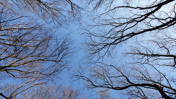 Himmel, Bäume, Ast, Blau, Krone, Baum, kahler Baum, Pflanze, keine Leute, Flachwinkelansicht, Natur, Ruhe, Tag, Schönheit in der Natur, Szenen - Natur, draußen, Wald, Hintergründe, Winter, klarer Himmel, Wachstum, Land, Baumkrone, 4K, CC0, gemeinfrei, lizenzfrei