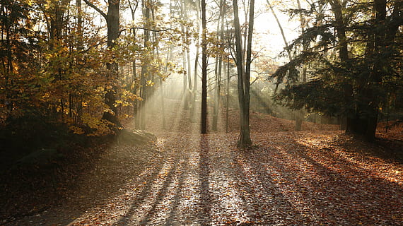 arboles, otoño, eje de luz, árbol, planta, bosque, tierra, belleza en la naturaleza, tranquilidad, escena tranquila, naturaleza, paisajes - naturaleza, crecimiento, nadie, día, escena no urbana, cambio, luz del sol, parte de la planta, idílico, hoja, al aire libre, transmisión, colección de otoño, 5K, CC0, dominio público, libre de derechos