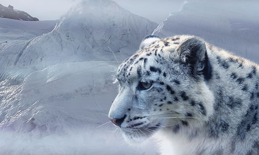 neu, cobert, muntanya, blanc, lleopard de les neus, lleopard, gel, glacera, muntanyes, gat, lleopard blanc, taques, naturalesa, fred, hivern, depredador, canvi climàtic, gelades, gelada, animals, amenaça, habitat, un animal, animals a la natura, fauna animal, temes d'animals, dia, cap gent, temperatura de fred, animal, mamífer, bellesa a la natura, part del cos dels animals, vertebrats, carnivora, a l'aire lliure, gat gran, cap d’animals, bigotis, tigre blanc, 2K