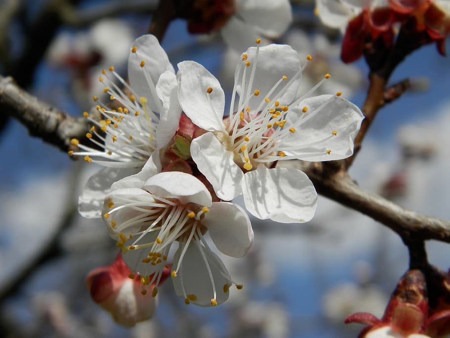 flor, albercoc, primavera, planta amb flors, planta, fragilitat, vulnerabilitat, bellesa a la natura, creixement, centrar-se en primer pla, pètal, primer pla, pol·len, frescor, inflorescència, Color blanc, cap de flor, estambres, branca, naturalesa, cap gent, a l'aire lliure, flor de pruna, flor de cirerer, 4K