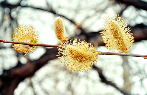 pil, blomster, påske, forår, fluffy, gul, plante, blomst, skønhed i naturen, blomstrende plante, vækst, fokus på forgrunden, tæt på, friskhed, dag, træ, natur, ingen mennesker, skrøbelighed, afdeling, udendørs, sårbarhed, fisse pil, selektiv fokusering, lav vinkel visning, blomsterhoved, piletræ, visnet plante, 1080P, CC0, offentligt domæne, royaltyfrie
