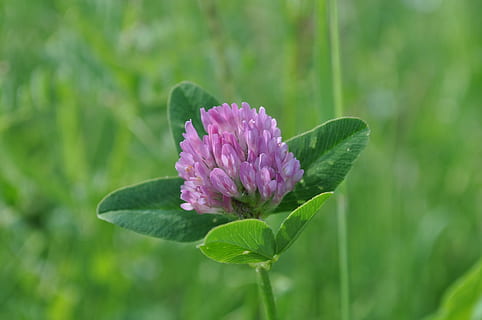 pulsante di trifoglio, viola, giardino, pianta fiorita, pianta, fiore, bellezza nella natura, freschezza, vulnerabilità, fragilità, foglia, crescita, colore rosa, petalo, parte vegetale, colore verde, avvicinamento, infiorescenza, testa di fiore, natura, concentrarsi sulle conoscenze acquisite, nessuno, giorno, trifoglio, 2K, CC0, dominio pubblico, privo di copyright