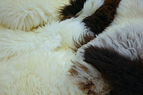 fleece, skrýt, vlna, ovce, načechraný, zvířecí kůže, ovčí vlna, domácí zvířata, bílá barva, domácí, domácí mazlíčci, savec, zvířat, zvíře, nikdo, měkkost, jednoho zvířete, zvířecí chlupy, uvnitř, vlasy, detail, srst, obratlovců, celý rám, textil, část těla zvířete, vysoký úhel pohledu, 4K, CC0, veřejná doména, bez autorských práv