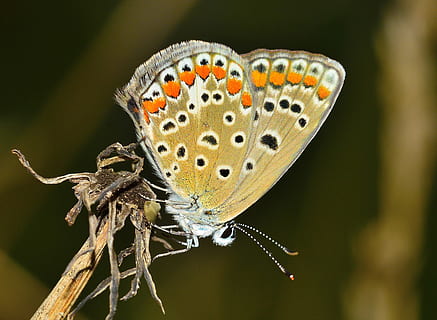 braun, Schmetterling, schließen, Fotografie, Insekten, Motte, Insekt, wirbellos, Tierwelt, Tierthemen, Tiere in freier Wildbahn, Tier, ein Tier, Tierflügel, Fokus auf den Vordergrund, Nahansicht, Pflanze, Schönheit in der Natur, Schmetterling - Insekt, Natur, keine Leute, Blume, Tag, Zoologie, draußen, natürliches Muster, 2K, CC0, gemeinfrei, lizenzfrei
