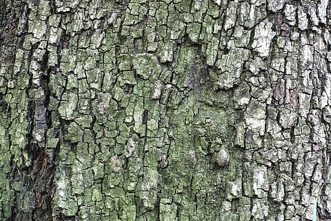 Baum, Textur, Billet, Bauholz, Detailaufnahmen, niemand, Hintergründe, Natur, Schale, Farben, Hintergrund, abstrakt, Makro, Detail, braun, Muster, alt, Holz, Holzgewebe, Holzfaserplatten, Bodenbelag, Farbbild, keine Leute, Fotografie, kopieren sie platz, horizontal, texturiert, Kofferraum, Baumstamm, Vollbild, Rau, Nahansicht, Pflanze, Pflanzenrinde, Tag, Wachstum, verwittert, geknackt, Holz - Material, Moos, natürliches Muster, Borke, draußen, Flechte, Struktureffekt, natürlicher Zustand, 4K, CC0, gemeinfrei, lizenzfrei
