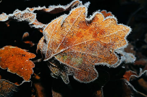 roble, hoja, hojas, suelo, invierno, congelado, eiskristalle, vistoso, color, cerrar, ligero, escarcha, resumen, otoño, cambio, de cerca, naturaleza, nadie, parte de la planta, temperatura fría, planta, hielo, belleza en la naturaleza, vulnerabilidad, nieve, fragilidad, día, crecimiento, al aire libre, fondo negro, condición natural, hoja de arce, 5K, CC0, dominio público, libre de derechos