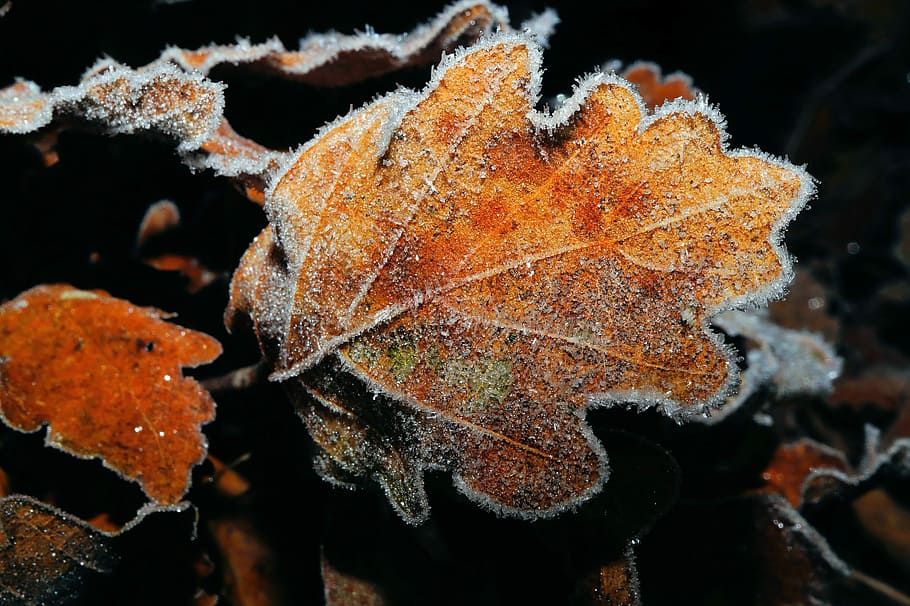 Eiche, Blatt, Blätter, Boden, Winter, gefroren, eiskristalle, bunt, Farbe, schließen, Licht, Raureif, abstrakt, Herbst, Veränderung, Nahansicht, Natur, keine Leute, Pflanzenteil, kalte Temperatur, Frost, Pflanze, Eis, Schönheit in der Natur, Verletzlichkeit, Schnee, Zerbrechlichkeit, Tag, Wachstum, draußen, schwarzer Hintergrund, natürlicher Zustand, Ahornblatt, 5K