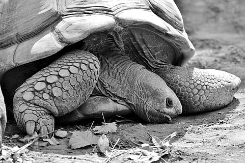 turtle, reptile, tortoise, tortoise shell, giant tortoise, zoo, panzer, armored, slowly, tierpark hellabrunn, creature, black white, animal themes, animal, vertebrate, one animal, animal wildlife, animals in the wild, close-up, no people, nature, day, animal body part, land, animal shell, shell, field, outdoors, focus on foreground, animal leg, animal head, animal scale, 5K, CC0, public domain, royalty free