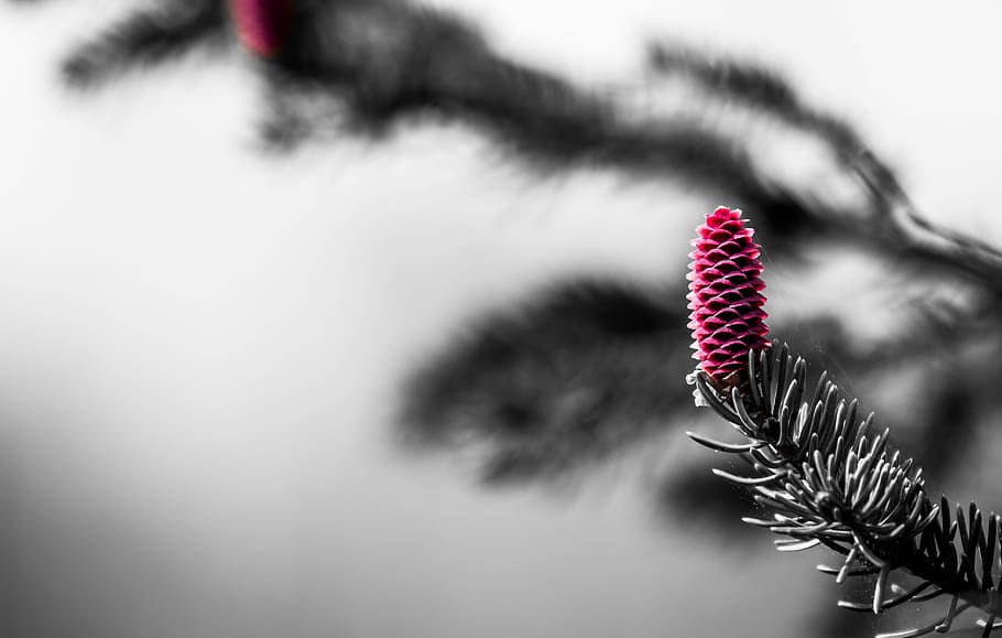 fotografia macro, rosa, pinya de pi, Nadal, arbre, pi, fulla vegetal, hivern, arbre de fulla perenne, llavor, tardor, color selectiu, naturalesa, branca, planta, primer pla, flor, cap gent, enfocament selectiu, planta amb flors, bellesa a la natura, color rosa, centrar-se en primer pla, creixement, artesania, frescor, a l'interior, color aïllat, dia, primer pla extrem, senzillesa, 5K