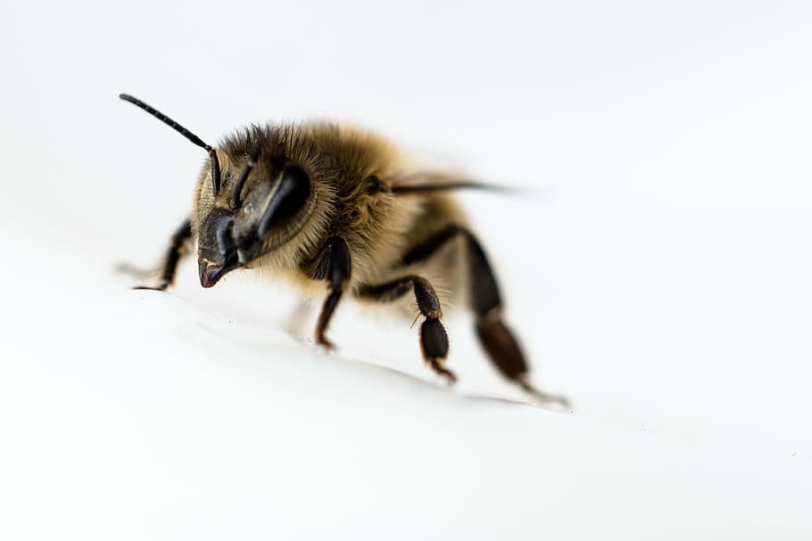 abella, tancar, insecte, un animal, temes d'animals, fauna animal, animals a la natura, longitud completa, fons blanc, cap gent, primer pla, dia, animal, invertebrat, tir de l'estudi, a l'interior, naturalesa, part del cos dels animals, color negre, Abellot, tallar, 2K