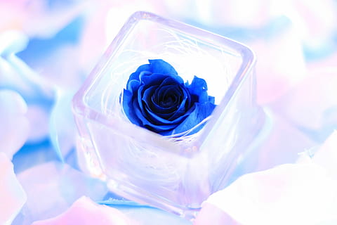 blå, blomma, klar, kvadratisk glasbehållare, blå blomma, i klartext, fyrkant, glasbehållare, närbild, ett djur, inget folk, natur, reste sig, blommande växt, växt, skönhet i naturen, ros, kronblad, friskhet, sårbarhet, bräcklighet, blomställning, blomhuvud, behållare, inomhus, fortfarande liv, bukett, 1080P, CC0, offentligt domän, royaltyfria