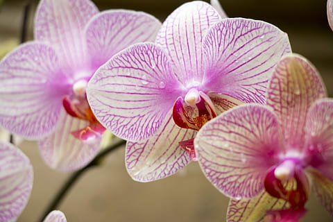 flor, tirar, primavera, blanc, rosa, orhid, floral, porpra, pètal, primer pla, naturalesa, cap de flor, planta amb flors, planta, bellesa a la natura, frescor, fragilitat, vulnerabilitat, creixement, inflorescència, orquídies, cap gent, enfocament selectiu, pol·len, centrar-se en primer pla, color rosa, 5K, CC0, domini públic, lliure de regalies