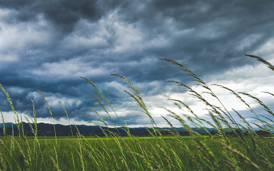 flach, fokus fotografie, Pflanzen, weht, Wind, Grün, Rasenplatz, grau, Himmel, grünes Gras, wolkig, Tag, Zeit, Wolke, Feld, Gras, windig, Natur, wolke - himmel, grüne Farbe, Landschaft, Blau, Wolkengebilde, Sommer-, keine Leute, ländliche Szene, szenen, draußen, Landschaften, Wiese, Nicht-städtische Szene, Pflanze, Farbbild, Frühling, Schönheit in der Natur, Getreidepflanze, Wachstum, Land, Umgebung, Landwirtschaft, bedeckt, Ernte, Szenen - Natur, Ruhe, 2K