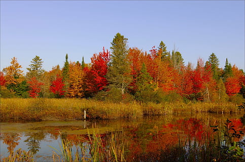 arbres de fulles verdes, colors, caure, taronja, vermell, naturalesa, arbres, fulles, paisatge de tardor, els colors cauen, fulles de tardor, maple, tardor, colors brillants, fullatge, paisatge, reflexió, arbre, llac, bosc, full, escenics, a l'aire lliure, canvi, aigua, planta, bellesa a la natura, tranquil·litat, escenics - natura, cap gent, escena tranquil·la, cel, dia, color taronja, creixement, col·lecció de tardor, condició natural, 1080P, CC0, domini públic, lliure de regalies