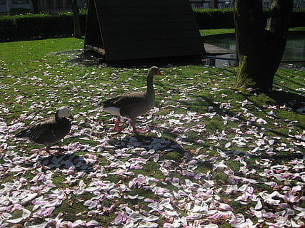 Park, Enten, Natur, Tierthemen, Vogel, Tier, Wirbeltier, Tiere in freier Wildbahn, Tierwelt, Pflanze, Gruppe von Tieren, Blume, blühende Pflanze, keine Leute, Tag, Schönheit in der Natur, Wachstum, Gras, zwei tiere, Land, Park - menschgemachter Raum, draußen, Tierfamilie, 2K, CC0, gemeinfrei, lizenzfrei