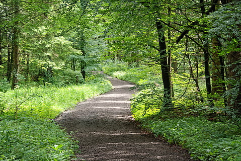 lluny, camí forestal, naturalesa, arbres, arbusts, bosc, senderisme, recuperació, oci, festa, verd, planta, arbre, direcció, el camí a seguir, terra, creixement, sendera, color verd, bellesa a la natura, tranquil·litat, cap gent, escena tranquil·la, dia, escena no urbana, escenics - natura, a l'aire lliure, llum solar, herba, perspectiva decreixent, ruta, llarg, 5K, CC0, domini públic, lliure de regalies