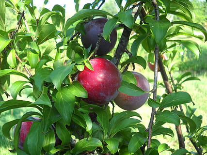 blommer, frugt, blad, sommer, modning, mad og drikke, plante del, mad, sund kost, plante, vækst, friskhed, grøn farve, velvære, æble - frugt, rød, træ, natur, tæt på, frugt træ, æbletræ, dag, moden, udendørs, ingen mennesker, 2K, CC0, offentligt domæne, royaltyfrie