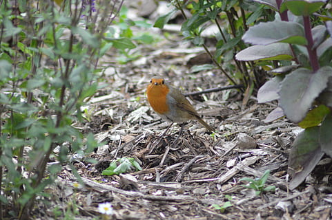 Robin Rojo, pájaro, Robin, un animal, animales en la naturaleza, temas de animales, día, animal, fauna animal, vertebrado, nadie, planta, enfoque selectivo, posado, naturaleza, al aire libre, de cerca, tierra, color naranja, campo, mirando, 5K, CC0, dominio público, libre de derechos