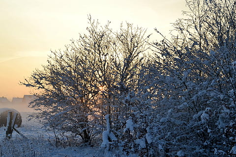 inverno, freddo, la neve, invernale, Freddo inverno, schneeflaeche, brina, paesaggio, temperatura fredda, albero, pianta, cielo, scenics - natura, bellezza nella natura, scena tranquilla, natura, la tranquillità, terra, nessuno, scena non urbana, albero nudo, Colore bianco, tramonto, campo, copertura, all'aperto, 4K, CC0, dominio pubblico, privo di copyright