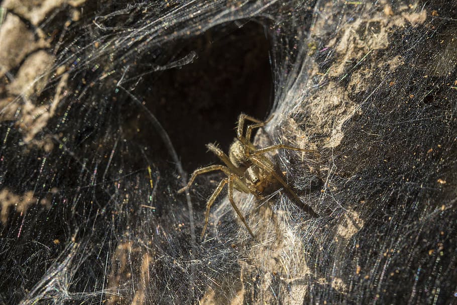 edderkoppespind, edderkop, insekt, belysning, nora, hul, efterår, natur, levende natur, leddyr, sommer, araknofobi, ukraine, lys, indisk sommer, web, pauchek, dyreliv, latin, dyre temaer, dyr, dyr i naturen, et dyr, hvirvelløse, arachnid, tæt på, zoologi, ingen mennesker, udendørs, dyr kropsdel, makro, dag, fuld ramme, 5K