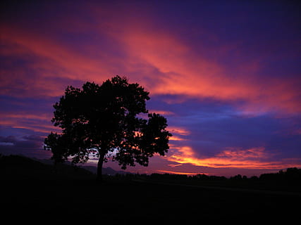 sunset, tree, sky, clouds, mood, twilight, silhouette, nature, dusk, abendstimmung, evening sky, afterglow, outdoors, landscape, sun, plant, beauty in nature, cloud - sky, tranquility, tranquil scene, environment, scenics - nature, land, orange color, no people, dramatic sky, field, idyllic, pine tree, pine woodland, evergreen tree, coniferous tree, 2K, CC0, public domain, royalty free