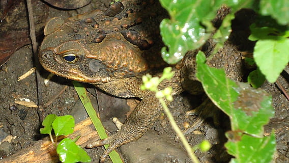 crapaud, les verrues, bufo marinus, la nature, gros, reptile, marron, amphibie, la grenouille, animal, faune, animaux et animaux de compagnie, fermer, couleur verte, étang, un animal, la faune des animaux, animaux à l'état sauvage, thèmes animaux, journée, vertébré, feuille, partie de la plante, vue grand angle, personne, plante, eau, en plein air, tête d'animal, 1080P, CC0, domaine public, libre de droits