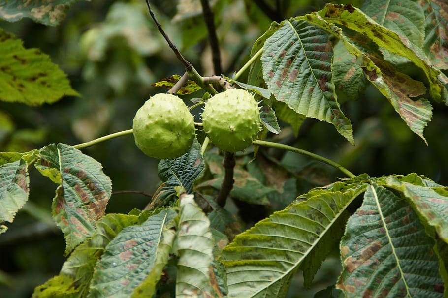 castanya, castanyer, estiu, arbre, fruita, buckeye, fulles de castanyer, fruites, planta, espinós, branca, dos, parell, full, part de la planta, creixement, color verd, menjar, menjar i beguda, alimentació saludable, primer pla, centrar-se en primer pla, dia, frescor, naturalesa, cap gent, bellesa a la natura, a l'aire lliure, benestar, 5K