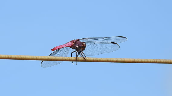 ala, volo, volare, cielo, insetto, all'aperto, avvicinamento, libellula, natura, creatura, estate, colorato, rosso, blu, invertebrato, temi animali, ala animale, animale, cielo sereno, un animale, fauna selvatica, nessuno, giorno, copia spazio, Inquadratura dal basso, animali allo stato selvatico, soleggiato, piccolo, 2K, CC0, dominio pubblico, privo di copyright