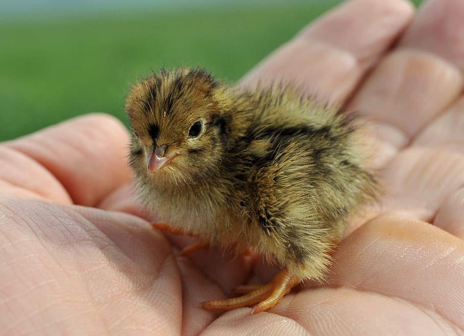 rossinyol, pollet, bonic, mà humana, mà, part del cos humà, un animal, part del cos, celebració, primer pla, una persona, centrar-se en primer pla, dit, dit humà, animal jove, mamífer, persona irreconeixible, fauna animal, persones reals, perspectiva personal, cura, petit, 1080P
