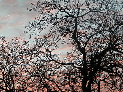 albero, cielo, notte, tramonto, rosa, ramo, noce comune, colorato, albero nudo, natura, bellezza nella natura, nessuno, silhouette, pianta, Inquadratura dal basso, nuvola - cielo, la tranquillità, all'aperto, scenics - natura, crescita, scena tranquilla, tronco, tronco d'albero, colore rosa, 2K, CC0, dominio pubblico, privo di copyright
