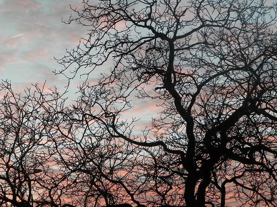 arbre, cel, nit, posta de sol, rosa, branca, noguera comuna, de colors, arbre nu, naturalesa, bellesa a la natura, cap gent, silueta, planta, vista d’angle baix, núvol - cel, tranquil·litat, a l'aire lliure, escenics - natura, creixement, escena tranquil·la, tronc, tronc de l'arbre, color rosa, 2K