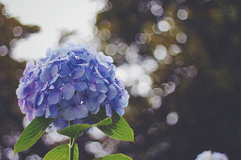 ungu, bunga hydrangea, siang hari, merapatkan, fotografi, hydrangea, bunga, fotografi jarak dekat, alam, menanam, biru, musim panas, daun bunga, kesegaran, musim semi, keindahan di alam, daun, musim, mekar, kerapuhan, tanaman berbunga, kerentanan, pertumbuhan, kepala bunga, fokus pada latar depan, hal berkembang, hari, bagian tanaman, tidak ada orang, seikat bunga, 1080P, CC0, domain publik, bebas royalti
