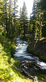 foresta, fiume, ruscello, Oregon, pianta, albero, bellezza nella natura, terra, natura, acqua, crescita, la tranquillità, nessuno, scenics - natura, giorno, scena tranquilla, colore verde, scena non urbana, all'aperto, ambiente, acqua corrente, movimento, bosco, fluente, flusso - acqua che scorre, 5K, CC0, dominio pubblico, privo di copyright