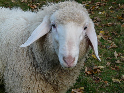 sheep, sheep face, face, ears, pasture, animal, flock, wool, animal themes, mammal, domestic, domestic animals, pets, livestock, one animal, vertebrate, close-up, field, land, portrait, looking at camera, day, nature, no people, plant, animal body part, animal head, outdoors, herbivorous, snout, 2K, CC0, public domain, royalty free
