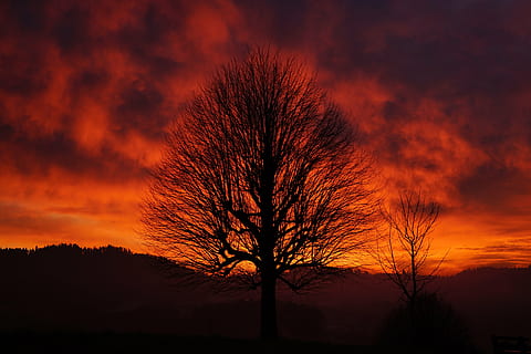 Sonnenuntergang, Baum, ästhetisch, Geäst, Stamm, einsamer Baum, Himmel, abendstimmung, Abendhimmel, feurig, rot, Gelb, Orange, Licht, Gegenlicht, Wolken, bewölkter Himmel, Wolkenglühen, einzeln stehend, individuell, isoliert, glühend, Burstweid, Wyssachen, Schweiz, einzelner Baum, kahler Baum, Nacht-, draußen, Silhouette, Natur, Landschaft, Baumstamm, szenen, orange Farbe, wolke - himmel, Pflanze, Schönheit in der Natur, keine Leute, Umgebung, Szenen - Natur, Land, Dämmerung, Ruhe, Nicht-städtische Szene, 8K, CC0, gemeinfrei, lizenzfrei