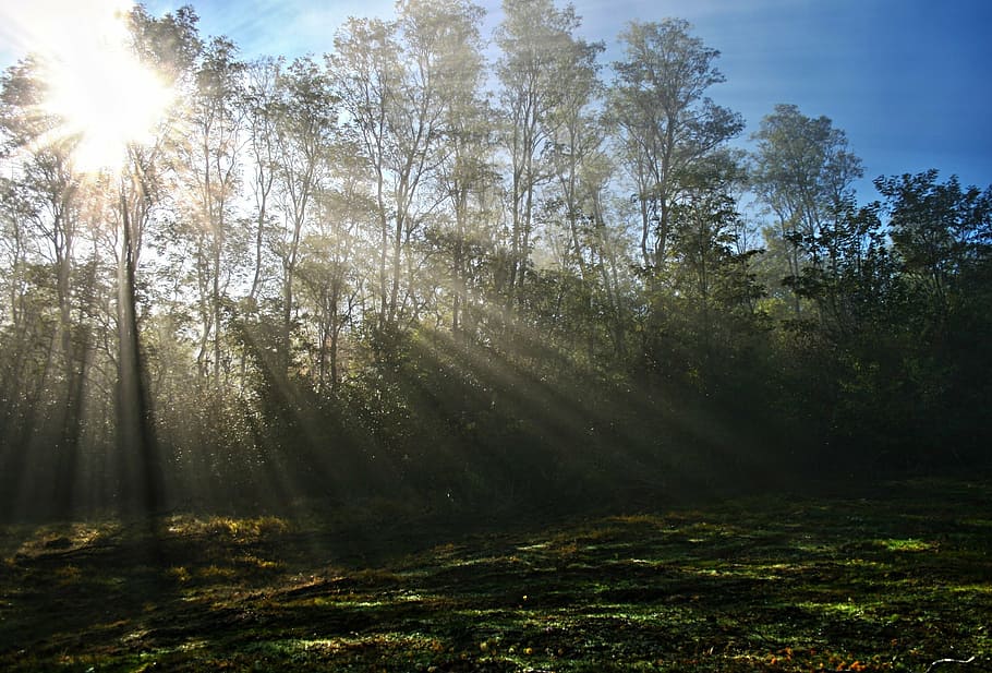 verd, arbres forestals, clar, blau, cel, durant el dia, boira, sol, raigs del sol, arbre, al matí, bosc, naturalesa, tardor, caure, fantasmal, planta, terra, raig de sol, llum solar, tranquil·litat, bellesa a la natura, escena tranquil·la, escenics - natura, escena no urbana, paisatge, medi ambient, idíl·lic, dia, cap gent, flare de la lent, a l'aire lliure, brillant, streaming, pi, bosc de pi, 1080P