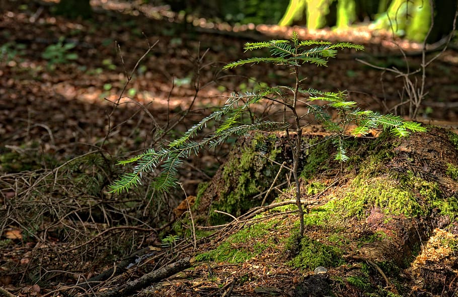 planta, arbre, motor, naturalesa, primavera, verd, noi dispara, créixer, jove va conduir, creixement, viu nou, centrar-se en primer pla, cap gent, a l'aire lliure, dia, bosc, terra, tranquil·litat, tronc de l'arbre, primer pla, tronc, bellesa a la natura, enfocament selectiu, molsa, branca, part de la planta, color verd, fusta, escorça, selva tropical, 4K