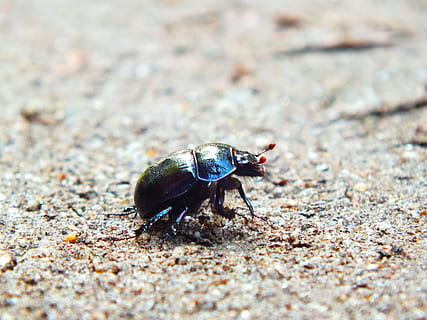 beetle, forest path, sand, animal themes, animal wildlife, animals in the wild, animal, one animal, invertebrate, insect, close-up, selective focus, day, no people, nature, land, outdoors, zoology, high angle view, field, full length, focus on foreground, 2K, CC0, public domain, royalty free