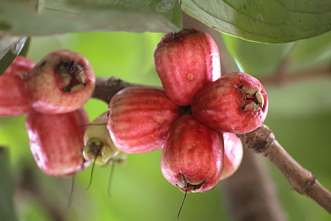 Guave, Obst, rot, Essen und Trinken, Nahansicht, Lebensmittel, gesundes Essen, Pflanze, Fokus auf den Vordergrund, Wachstum, Frische, Natur, Baum, keine Leute, Tag, Wohlbefinden, reif, Landwirtschaft, Ast, Pflanzenteil, draußen, 4K, CC0, gemeinfrei, lizenzfrei