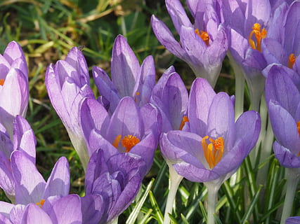gėlės, Crocus, žydintys augalai, gėlė, augalų, žiedlapis, šviežumas, grožis gamtoje, pažeidžiamumas, violetinė, trapumas, augimą, Iš arti, gėlių galva, žiedynas, pobūdį, iris, dieną, nėra žmonių, lauke, sutelkti dėmesį į naujas žinias, žiedadulkių, pavasarį, 4K, CC0, Viešasis domenas, nemokamai