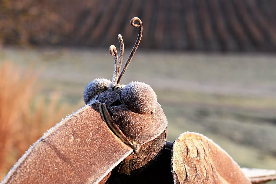 Vogel, Blatt, Deko, Kunstwerk, Kunst, Zahl, Dekoration, draussen, Metall, Metallfigur, Blechfigur, Frost, reif, gefroren, Nahansicht, Fokus auf den Vordergrund, keine Leute, Tag, braun, Natur, draußen, alt, verlassen, selektiver Fokus, Obst, texturiert, obsolet, Pflanze, Abwesenheit, Leder, einzelnes Objekt, Stillleben, Tasche, 5K